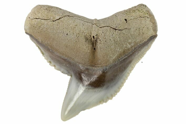 Fossil Tiger Shark (Galeocerdo) Tooth - Aurora, NC #178998